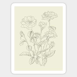 Garden Roses Magnet